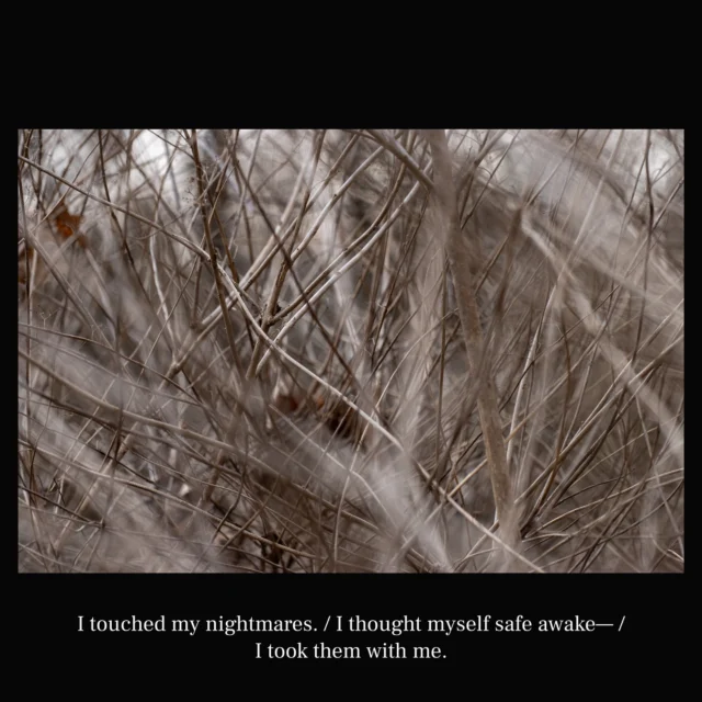 I touched my nightmares. / I thought myself safe awake— / I took them with me. 

- @hariotezawa

#poet #poetry #haiku #art #naturephotos #photographer