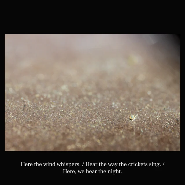 Here the wind whispers. / Hear the way the crickets sing. / Here, we hear the night.

- @hariotezawa

#poet #poetry #haiku #art #naturephotos #photographer