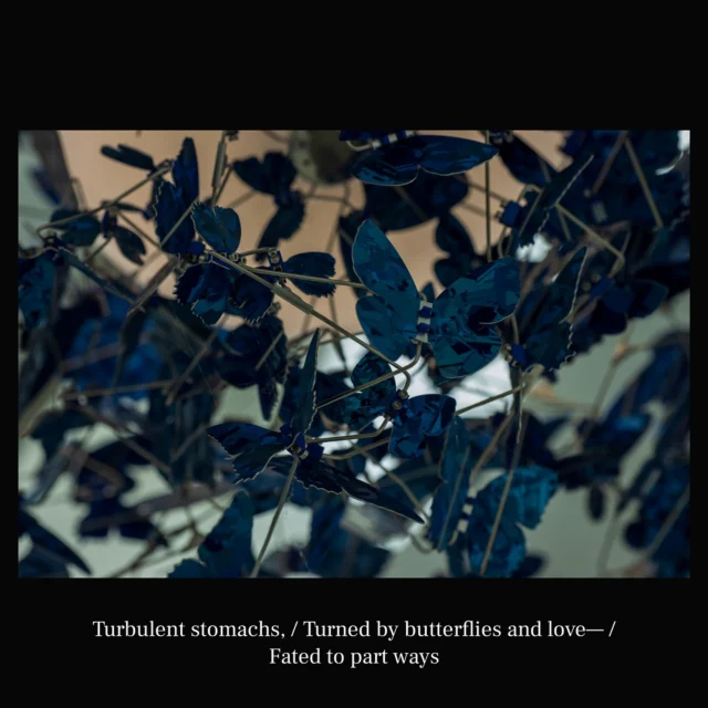 Turbulent stomachs, / Turned by butterflies and love— / Fated to part ways

- @hariotezawa

#poet #poetry #haiku #art #naturephotos #photographer